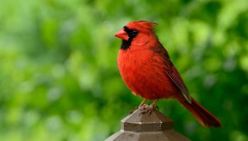 Cardinal Brings a Little 'Gift' While Visiting Bird Feeder As If to Say 'Thank You'