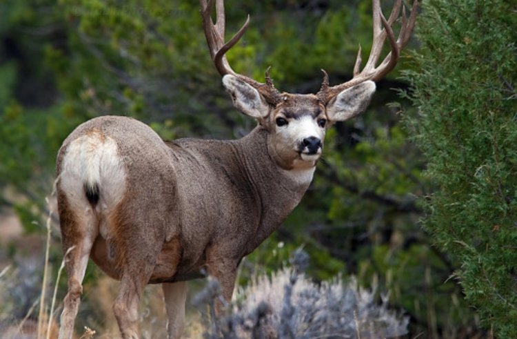 One of the rarest creatures has been discovered in the Texas desert ...