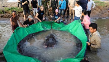 Mekong River Cambodia Villagers Caught World's biggest Freshwater Fish That Stingray Weight Up to 661 Pounds