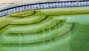 Get rid of this unsightly green growth in your pool with some tips!