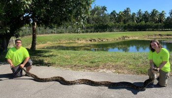 Florida's biggest-ever python has been found