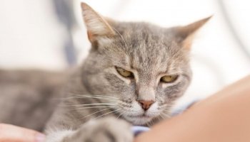 Here are the signs that your cat is mad at you
