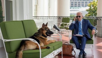 A Stir Crazy Joe Biden Fights Cabin Fever With Help of His Dog And A Stack Of Books About Ireland