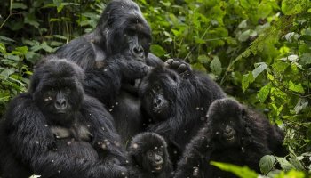 In Congo's Virunga park, oil permits are up for auction! Endangered gorillas are at risk! 