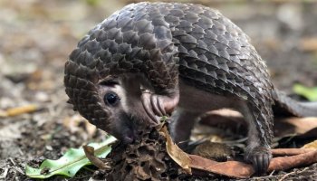 Pangolins, The World’s Most Trafficked Mammal, This Wildlife Sanctuary Is Caring For Them