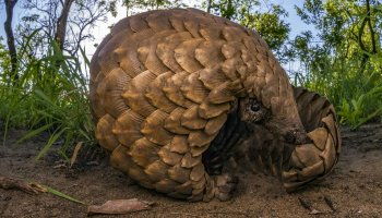 The world trafficked mammal Pangolins on Earth are covered with scales!