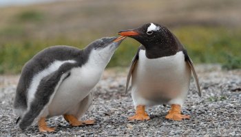 The Place Penguins Stay On Patagonia’s Edge