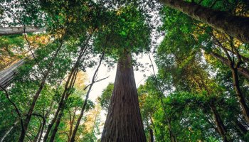 Hyperion, The World Tallest Tree, Faces 5000 Dollars Fines