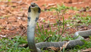  The World's Most Venomous Snakes