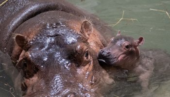 Fiona Has a Brother! Cincinnati Zoo's Mother Boy Calf for Bibi