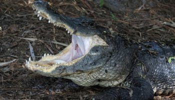 South Carolina Woman, 88, Killed In Deadly Alligator Attack While Gardening