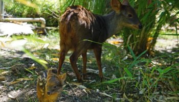 ‘Southern Pudu’ The World Smallest Deer – California’s Oakland Zoo Welcomes Newborn Southern Pudu