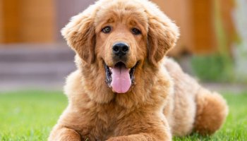 Most popular and expensive dog breeds that you shouldn't miss !