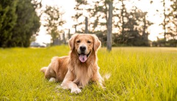 Alert! Canine influenza in dogs causes respiratory disease!