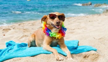 Which travel spots are good for vacations with dogs?