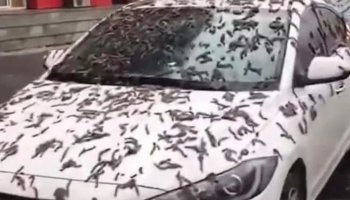 Beijing's People Are Baffled By A 'Rain Of Worms'