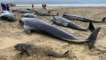 More than 50 pilot whales are abandoned on Scottish oceanside