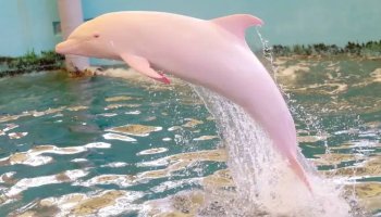 Spotted a rare pink dolphin swimming in Louisiana waters!