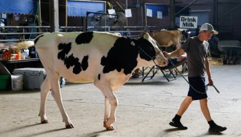 Putting 'woke' out to pasture: Kari Lake milks a COW at the Iowa State Fair -and says it proves there are two genders because you can't do the same to a bull