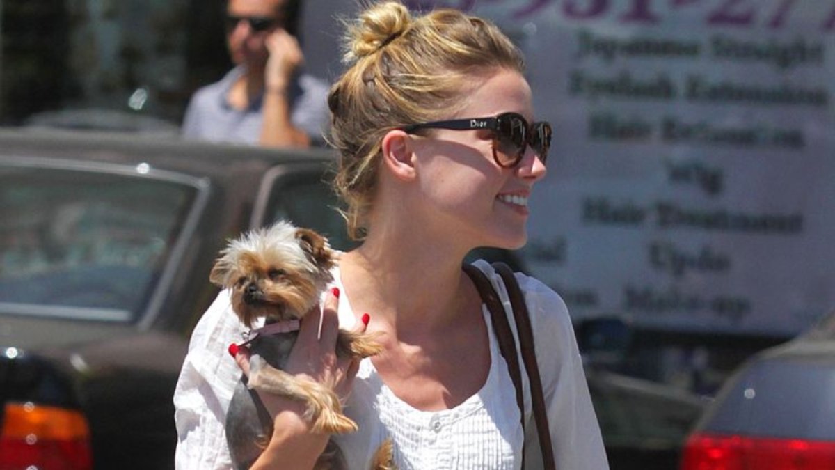 Amber Heard Will Not Face Further Charges Over 2015 Illegal Import Of Her Dogs Into Australia