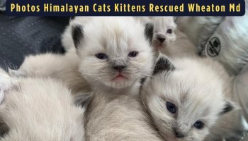 PHOTOS: Dozens Of Himalayan Cats, And Kittens Rescued After Being Dumped In Wheaton, Md. Area
