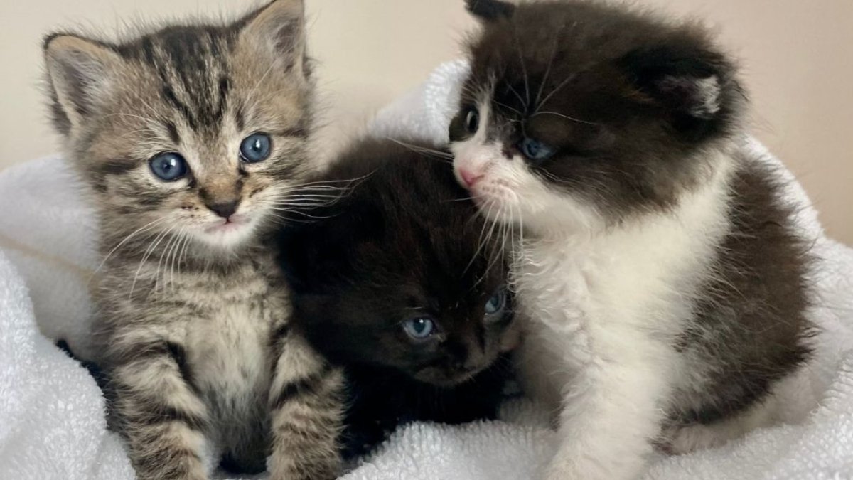 PHOTOS: Dozens Of Himalayan Cats, And Kittens Rescued After Being Dumped In Wheaton, Md. Area