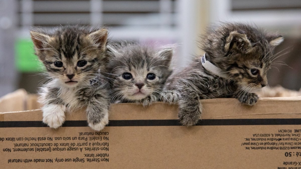 PHOTOS: Dozens Of Himalayan Cats, And Kittens Rescued After Being Dumped In Wheaton, Md. Area